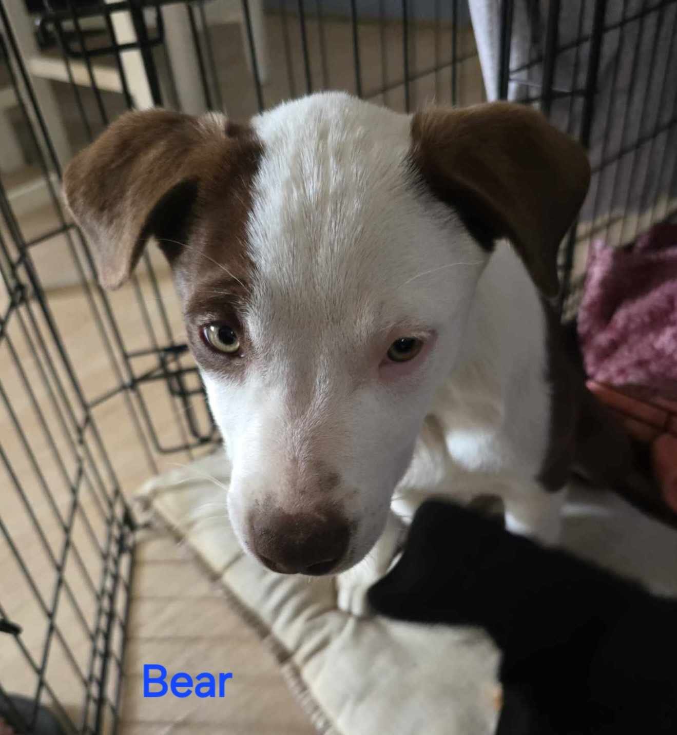 adoptable Dog in Wrightwood, CA named Bear