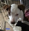 adoptable Dog in wrightwood, CA named Bear