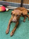 adoptable Dog in wrightwood, CA named Rowdy