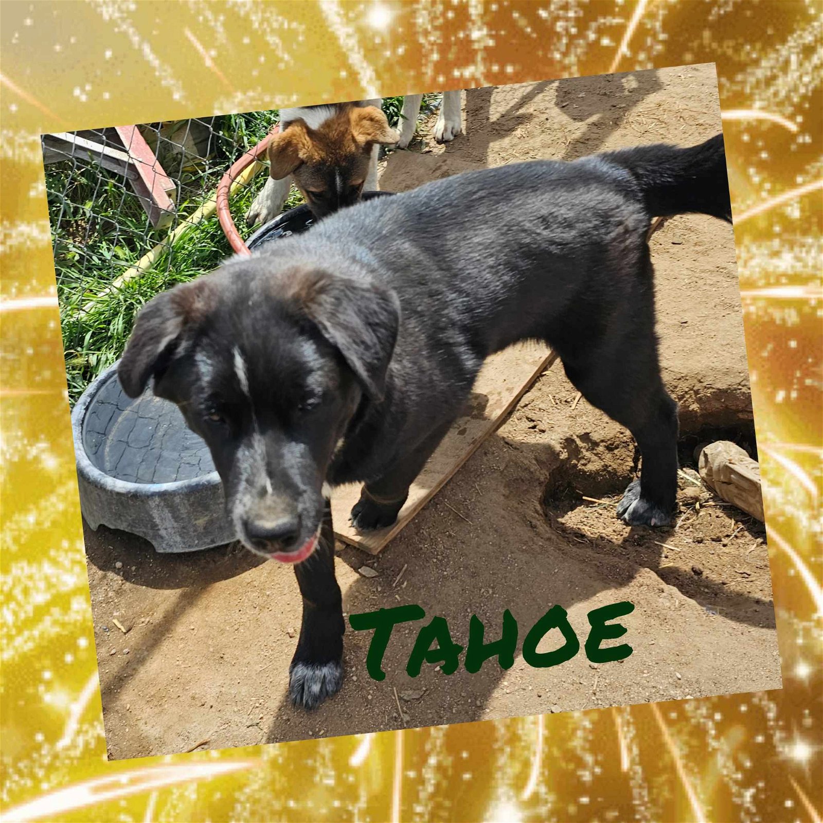adoptable Dog in Wrightwood, CA named Tahoe