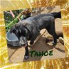 adoptable Dog in wrightwood, CA named Tahoe