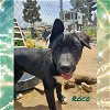 adoptable Dog in wrightwood, CA named Roco