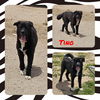 adoptable Dog in  named Tino