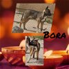adoptable Dog in wrightwood, CA named Bora