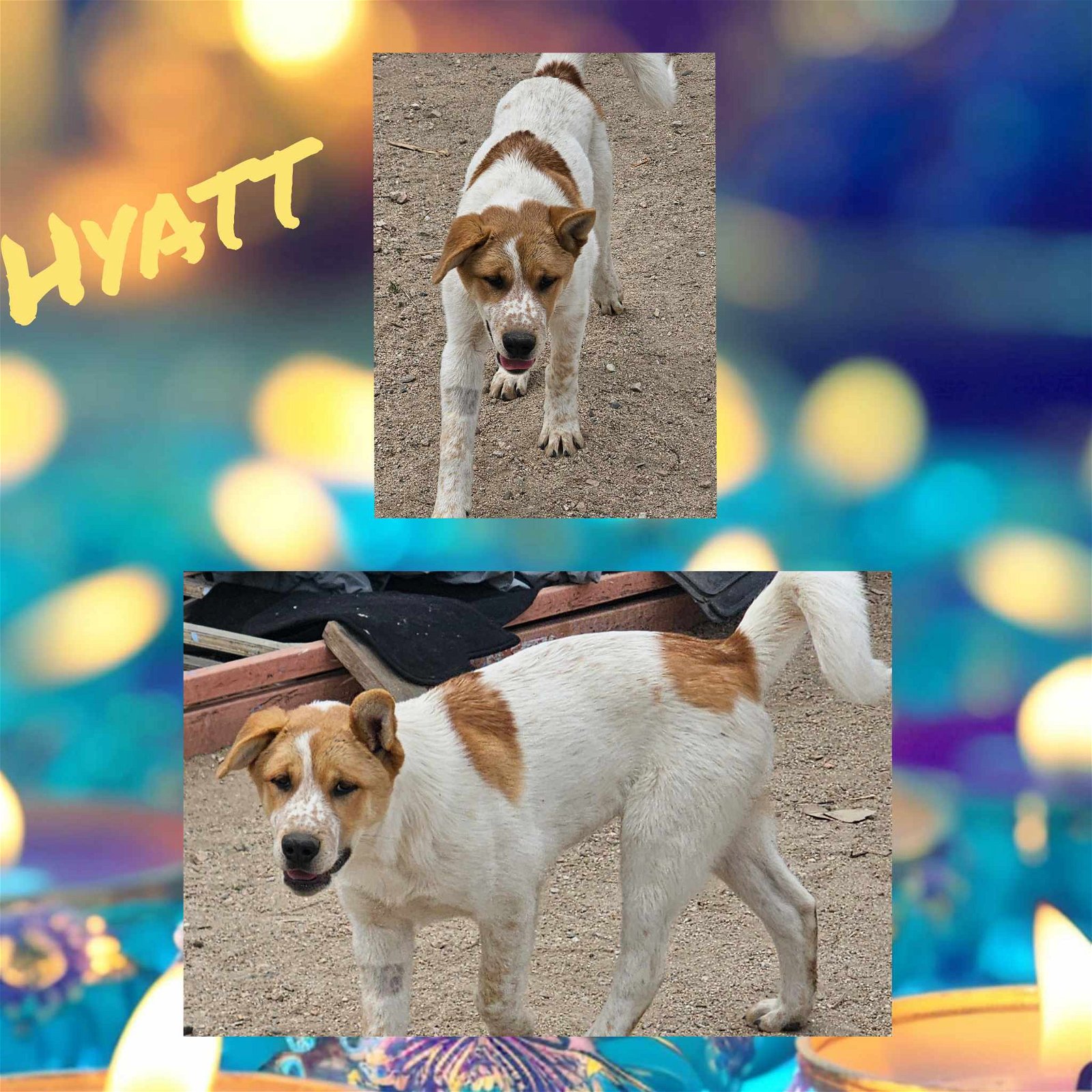 adoptable Dog in Wrightwood, CA named Hyatt