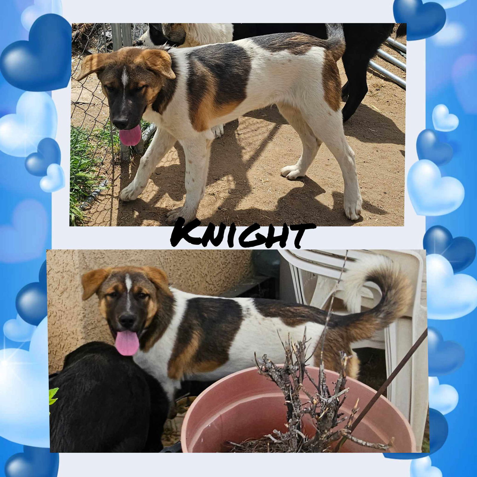 adoptable Dog in Wrightwood, CA named Knight