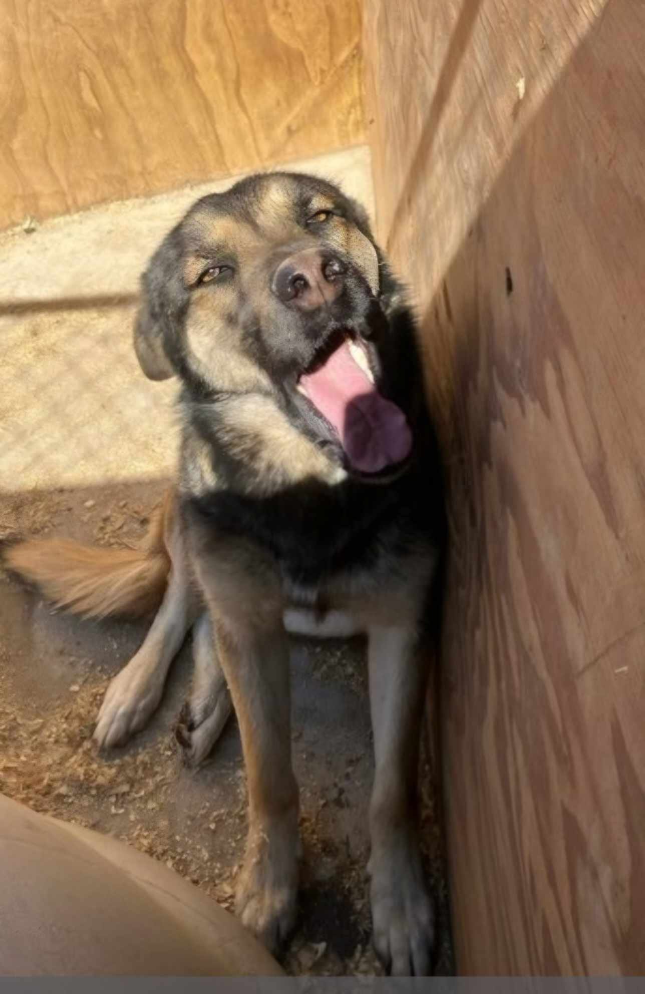 adoptable Dog in Wrightwood, CA named Loki