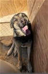 adoptable Dog in wrightwood, CA named Loki