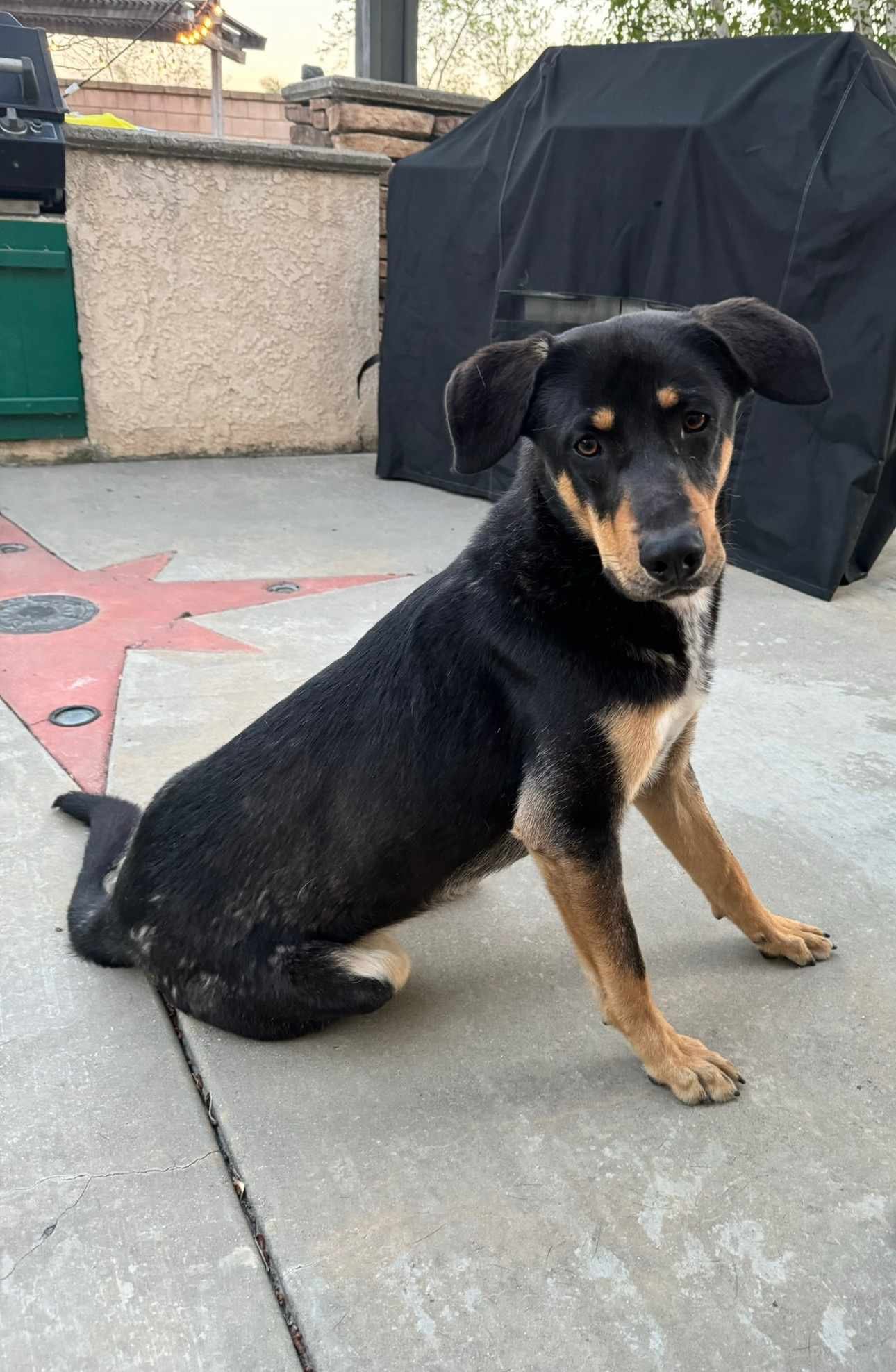 adoptable Dog in Wrightwood, CA named Storm