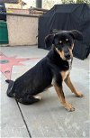 adoptable Dog in wrightwood, CA named Storm