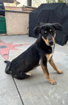 adoptable Dog in Wrightwood, CA named Storm