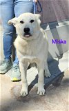 adoptable Dog in wrightwood, CA named Husky