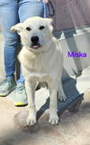 adoptable Dog in wrightwood, CA named Husky