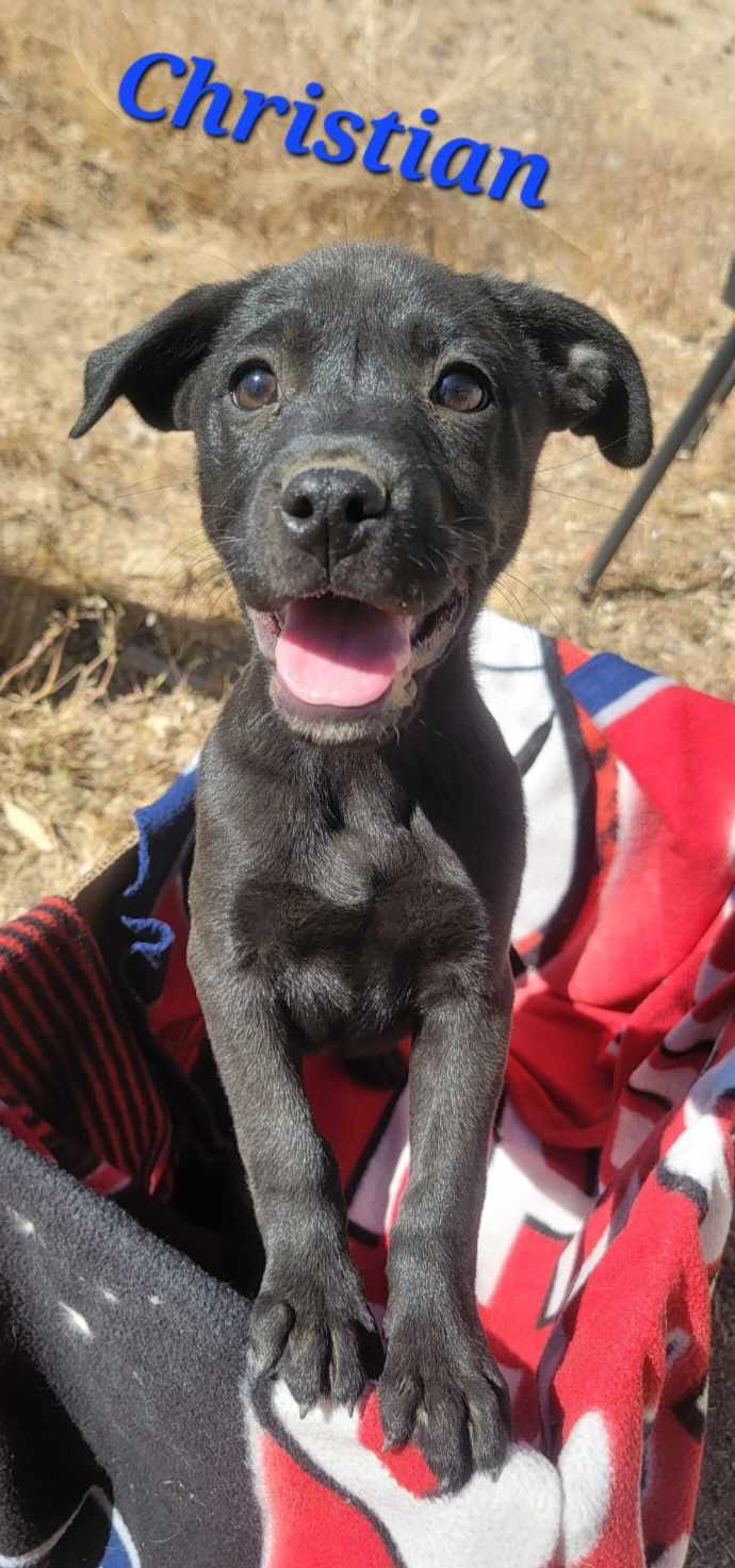 adoptable Dog in Wrightwood, CA named Christian