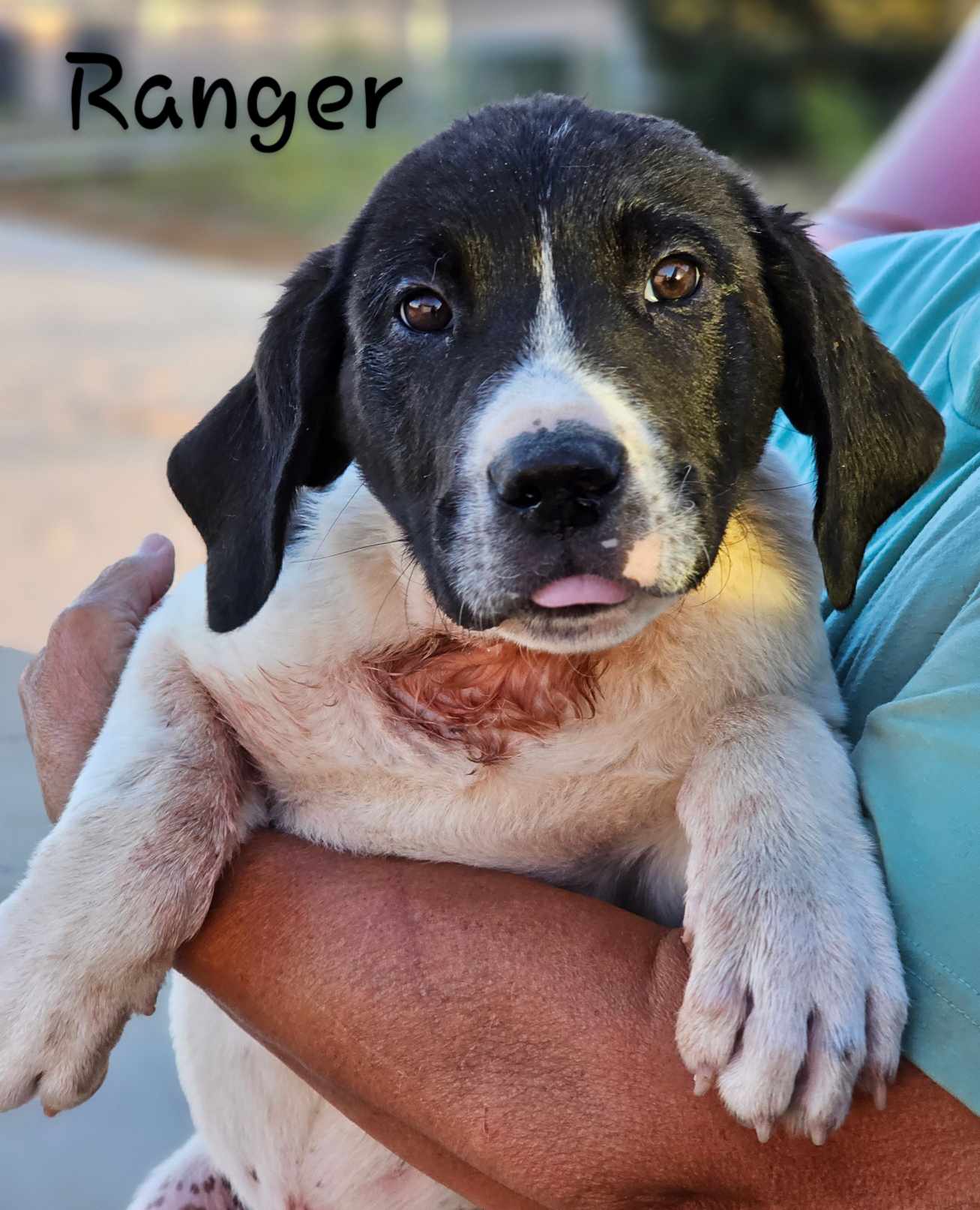 adoptable Dog in Wrightwood, CA named Ranger