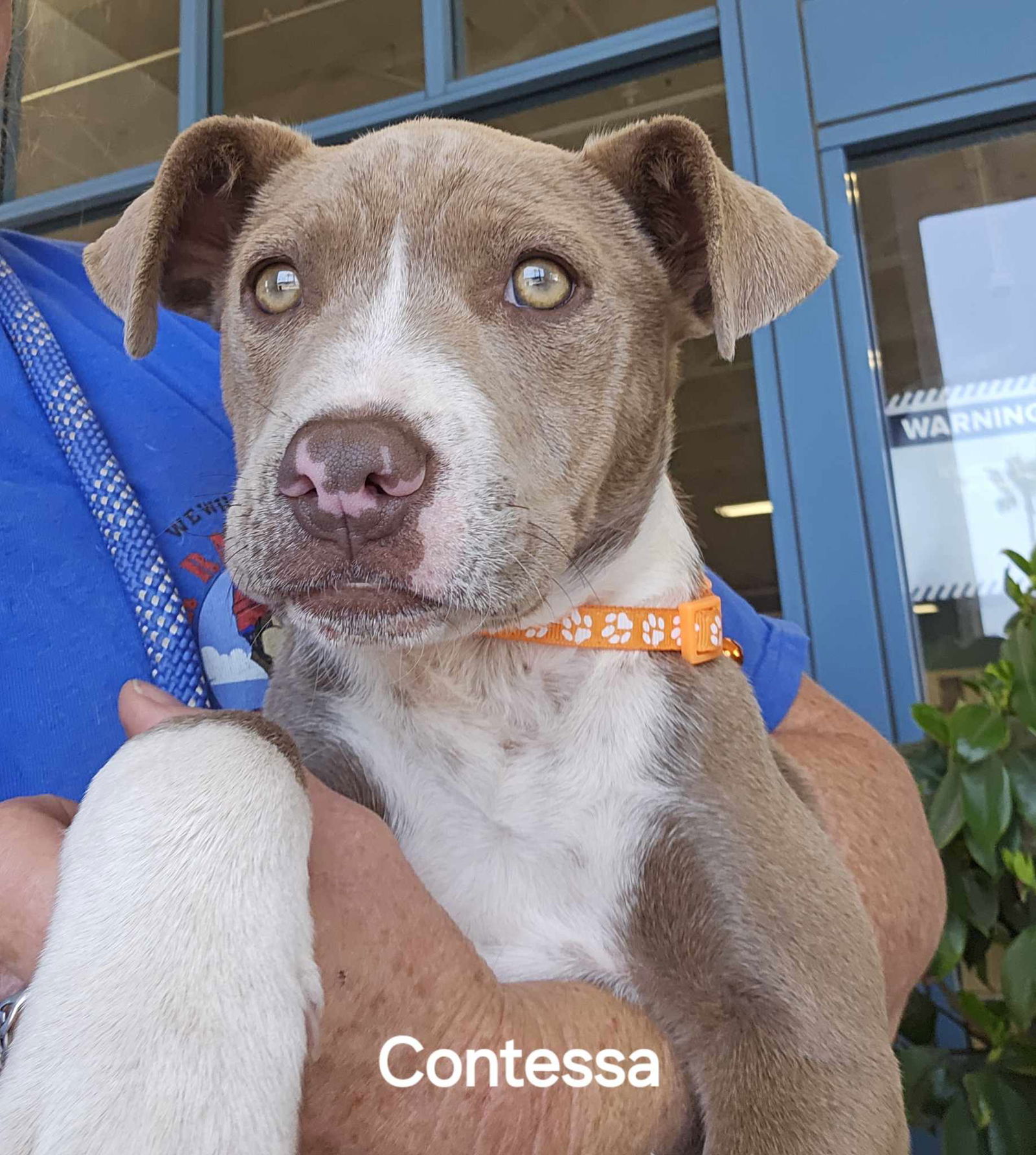 adoptable Dog in Wrightwood, CA named Contessa