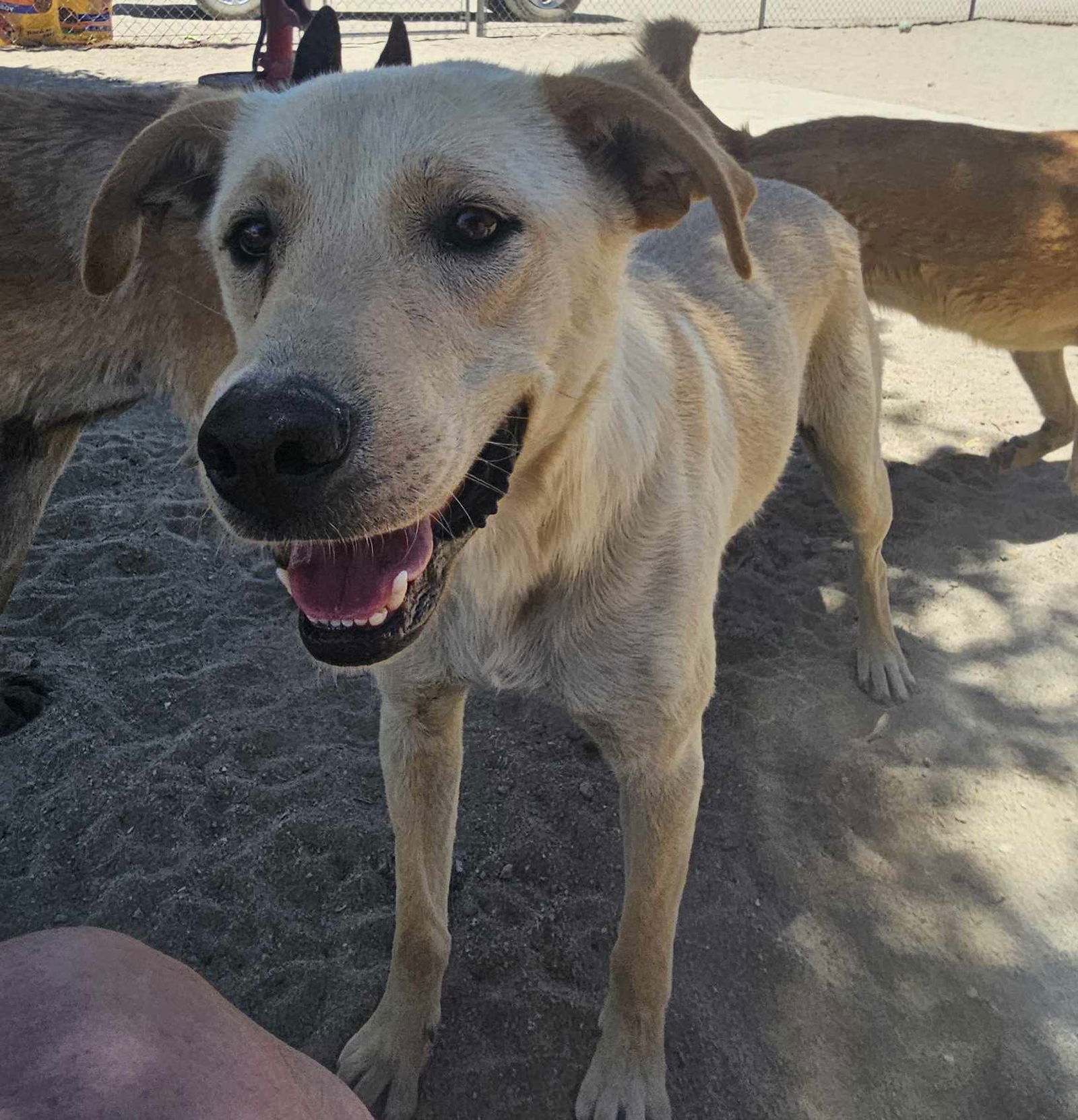 adoptable Dog in Wrightwood, CA named Ferris