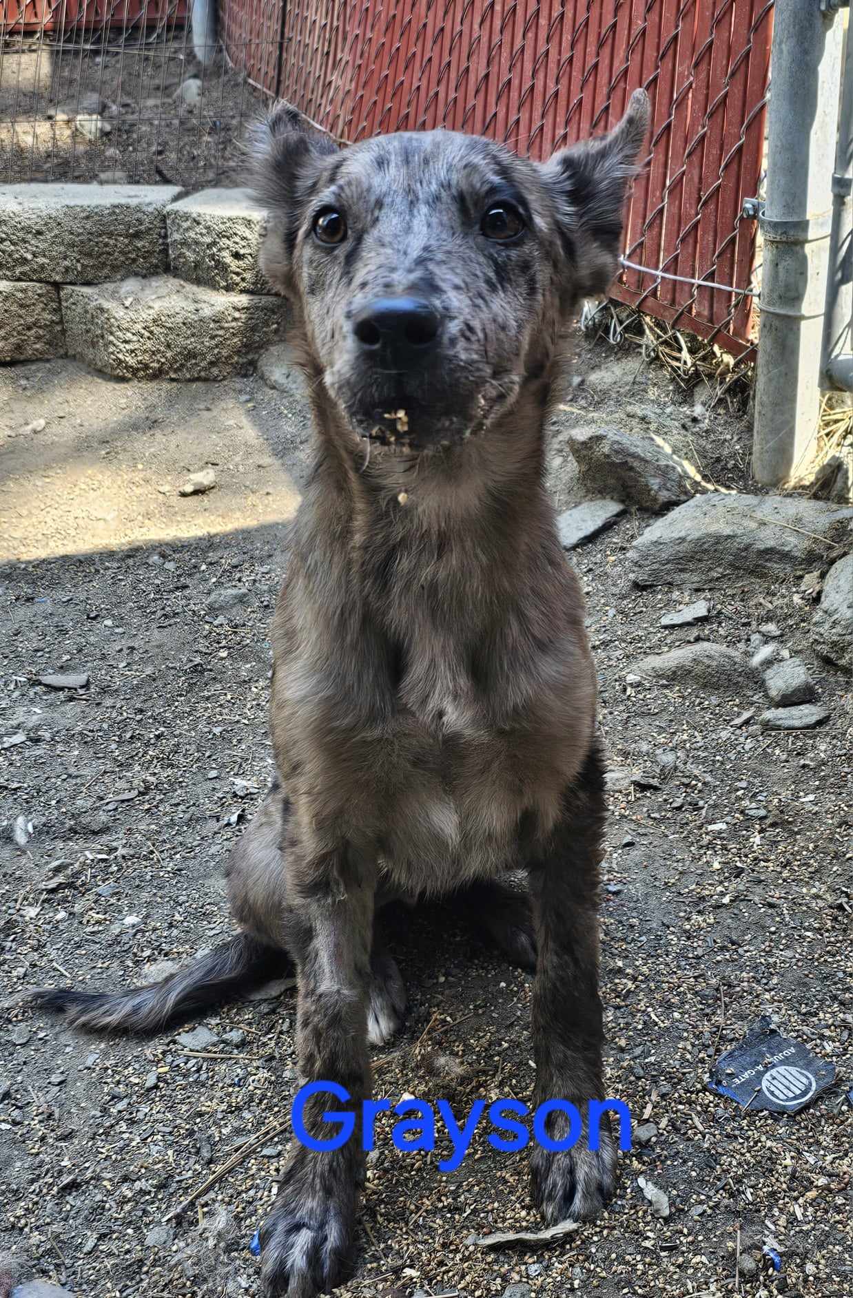 adoptable Dog in Wrightwood, CA named Grayson