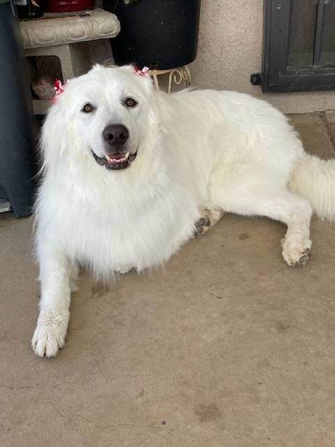 adoptable Dog in Wrightwood, CA named Peya