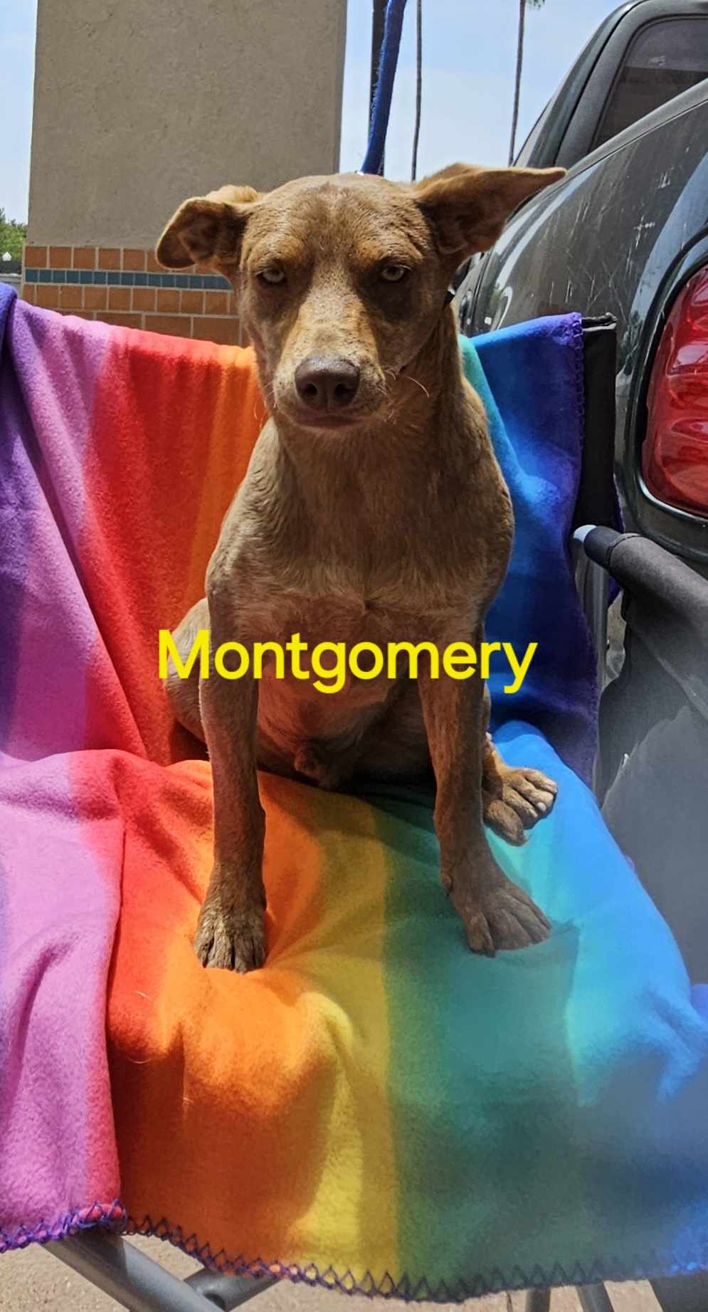 adoptable Dog in Wrightwood, CA named Montgomery