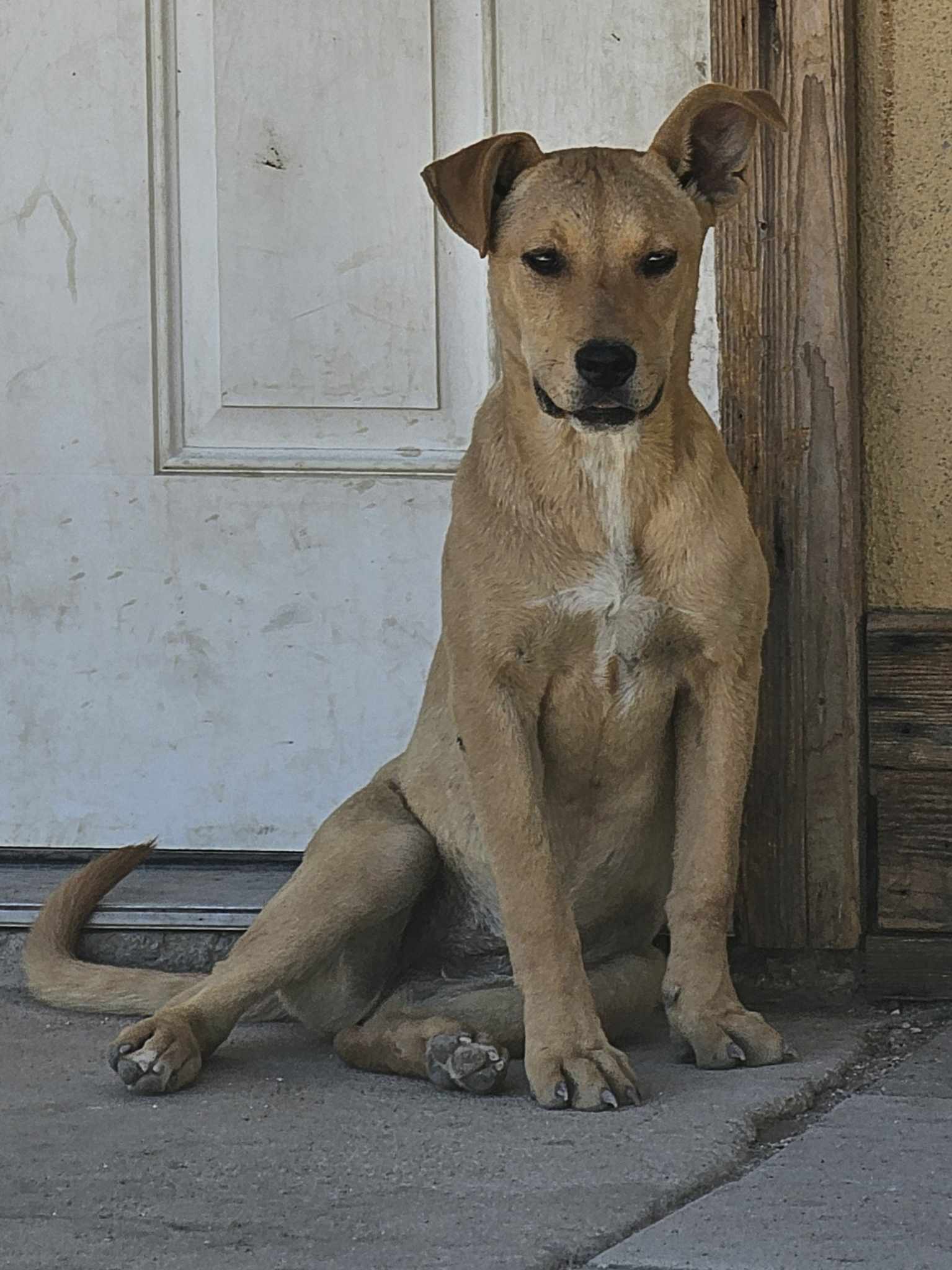 adoptable Dog in Wrightwood, CA named Lola