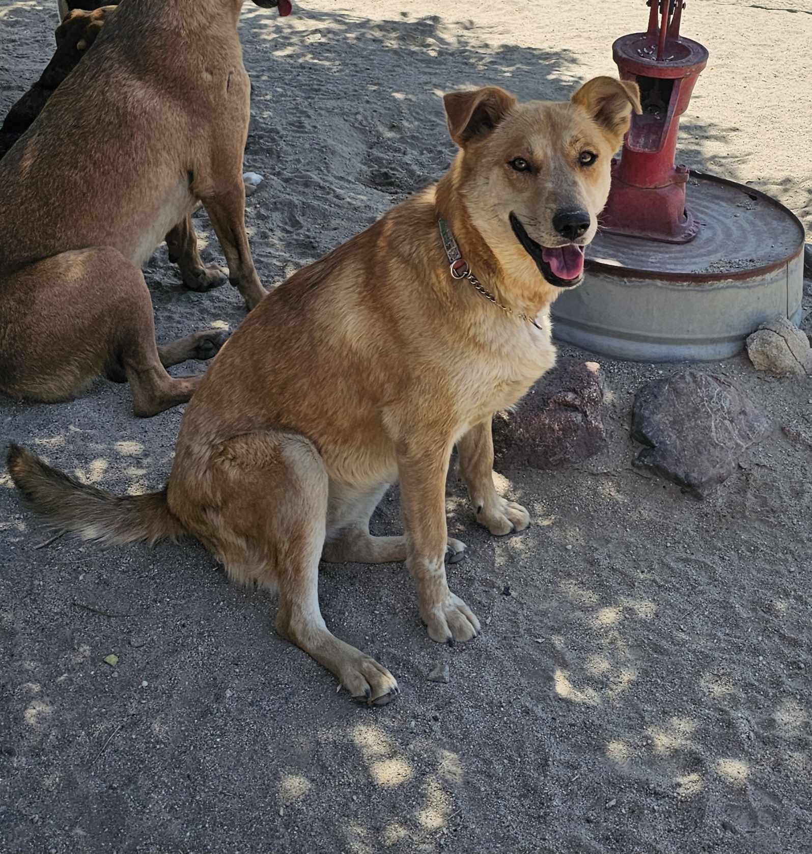 adoptable Dog in Wrightwood, CA named Babs