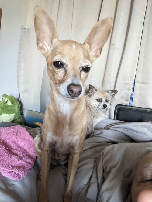 picture of the dog needing adoption