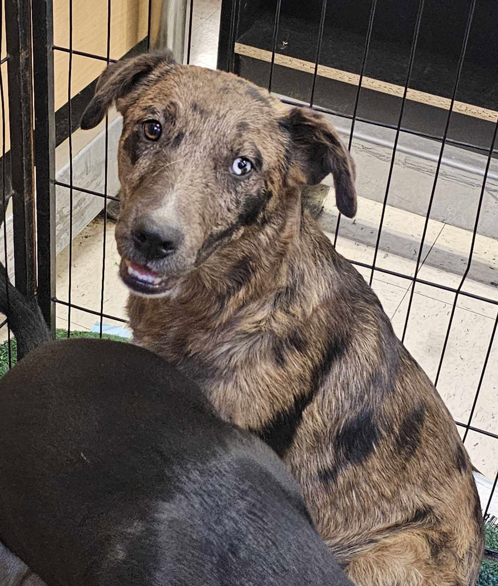 adoptable Dog in Wrightwood, CA named Agent Blue