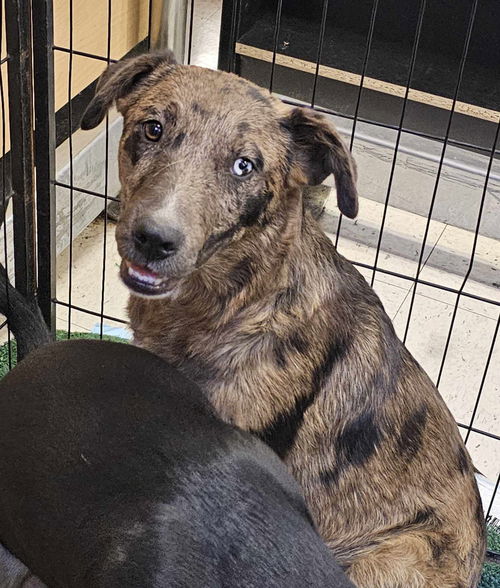 picture of the dog needing adoption