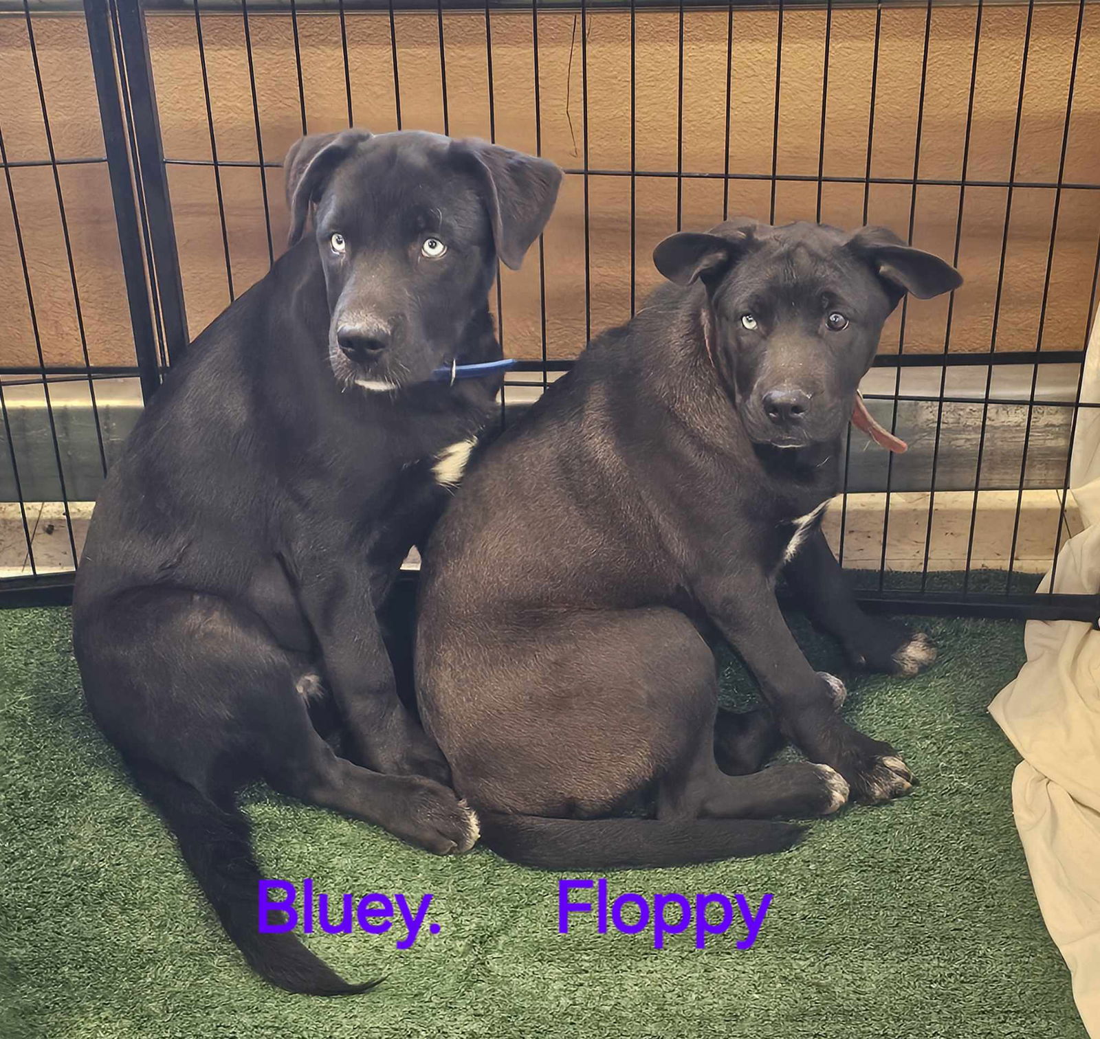 adoptable Dog in Wrightwood, CA named Floppy