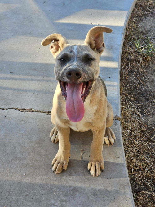 picture of the dog needing adoption