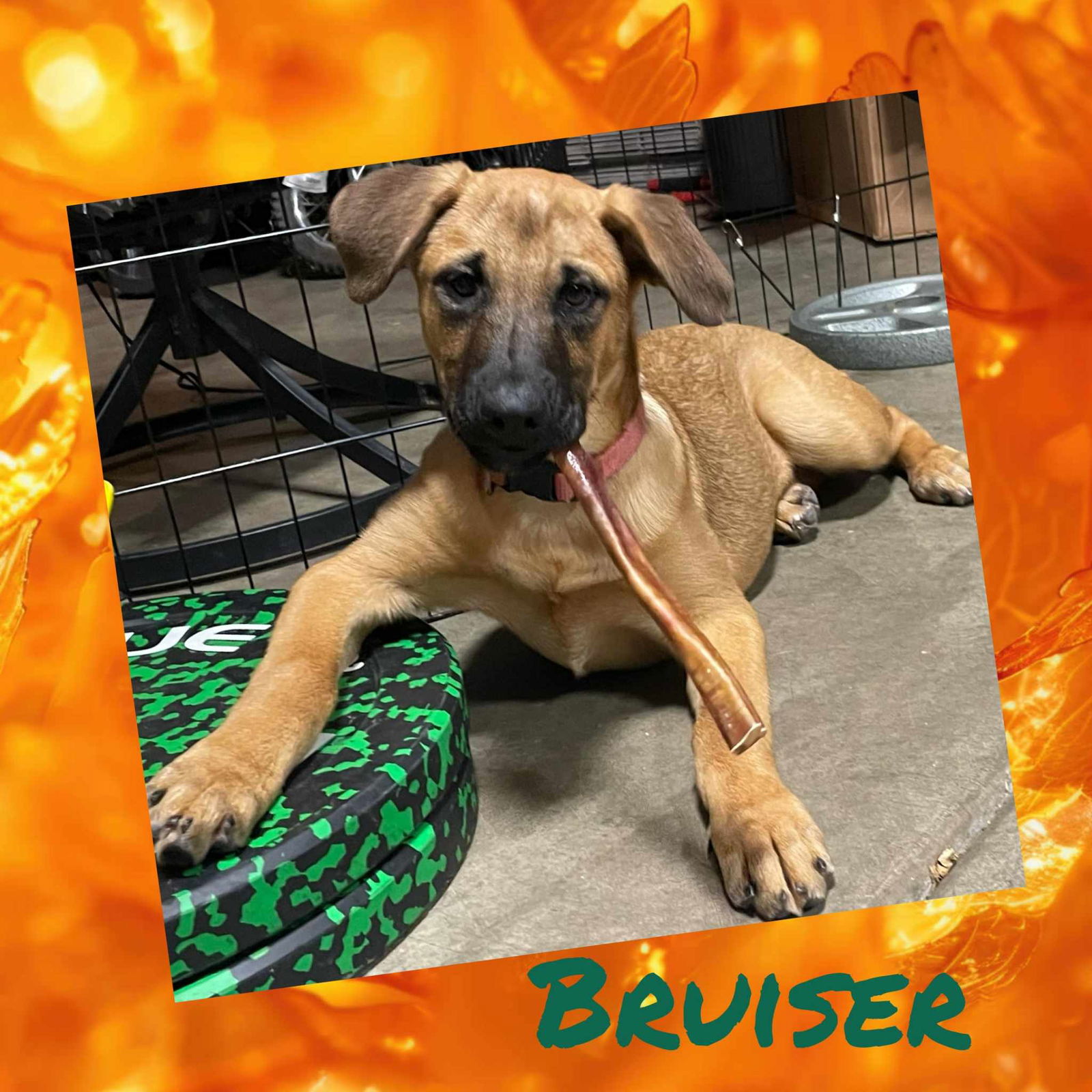 adoptable Dog in Wrightwood, CA named Bruiser