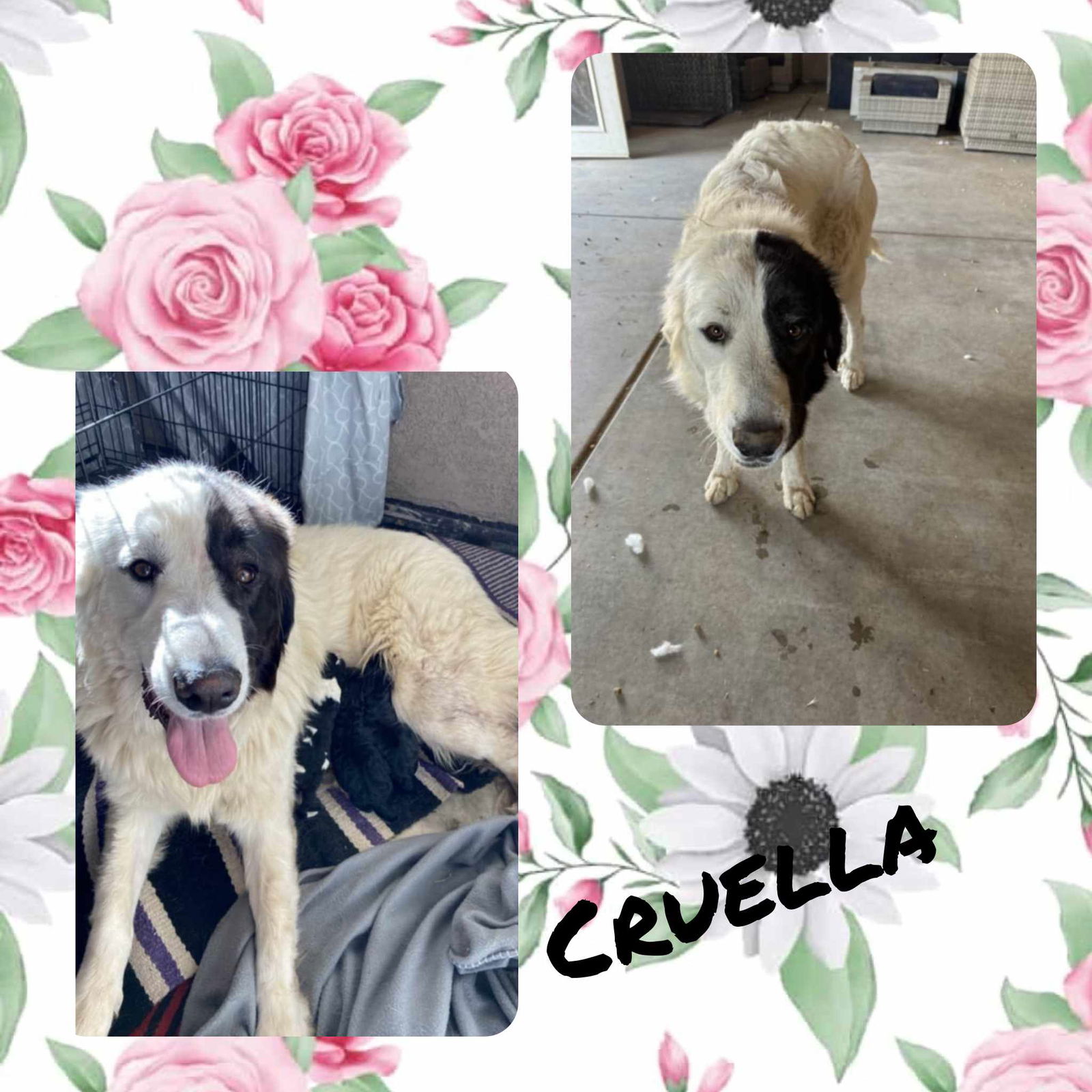 adoptable Dog in Wrightwood, CA named Cruella