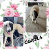 adoptable Dog in  named Cruella