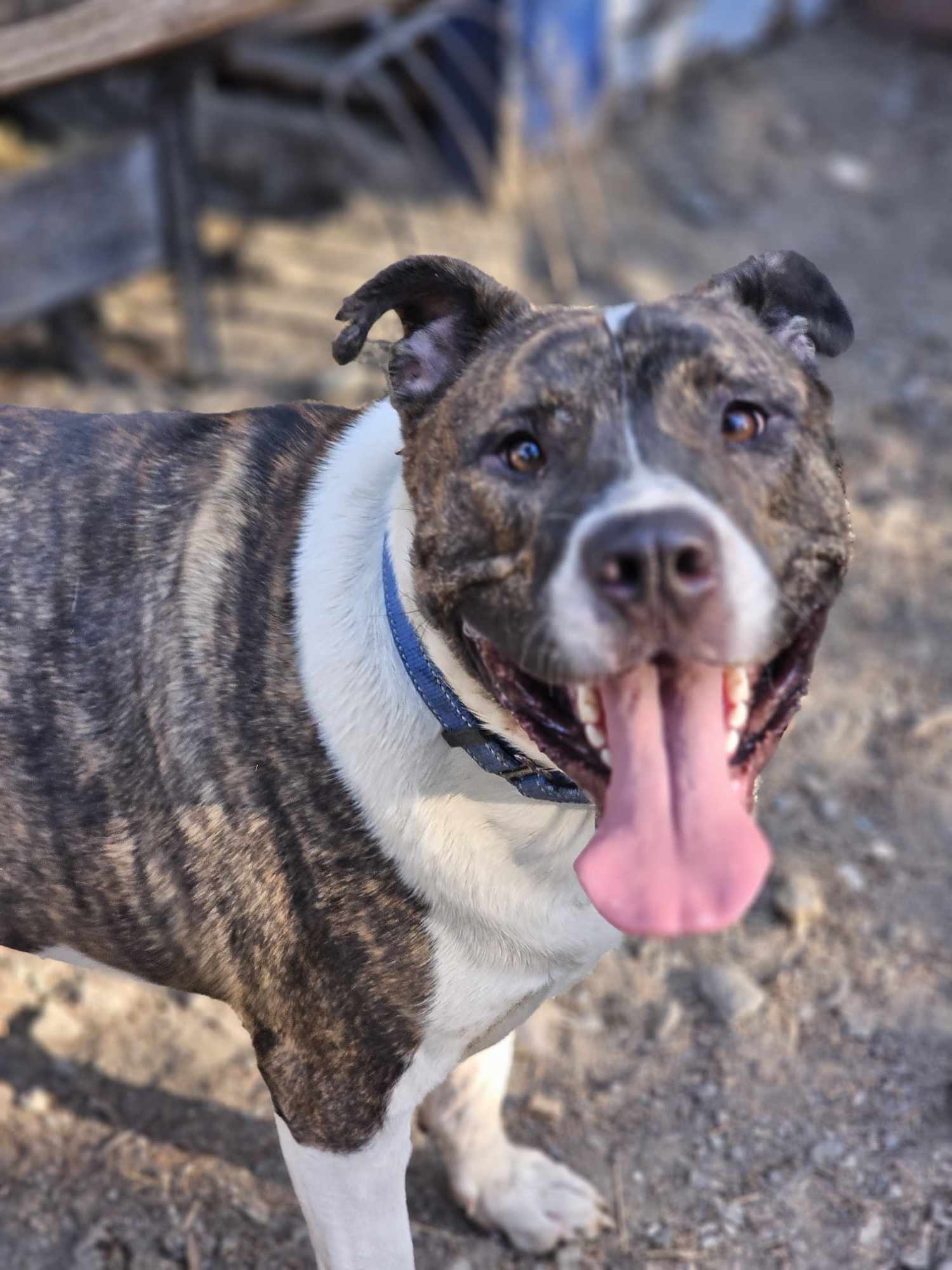 adoptable Dog in Wrightwood, CA named Gemini