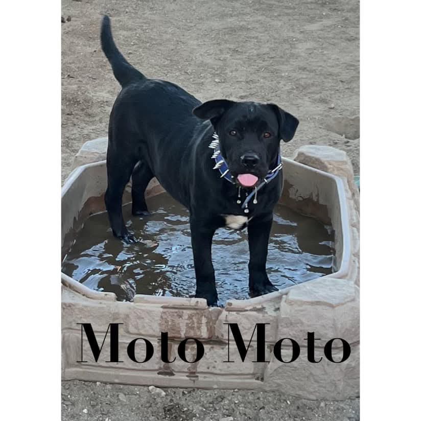 adoptable Dog in Wrightwood, CA named Moto Moto