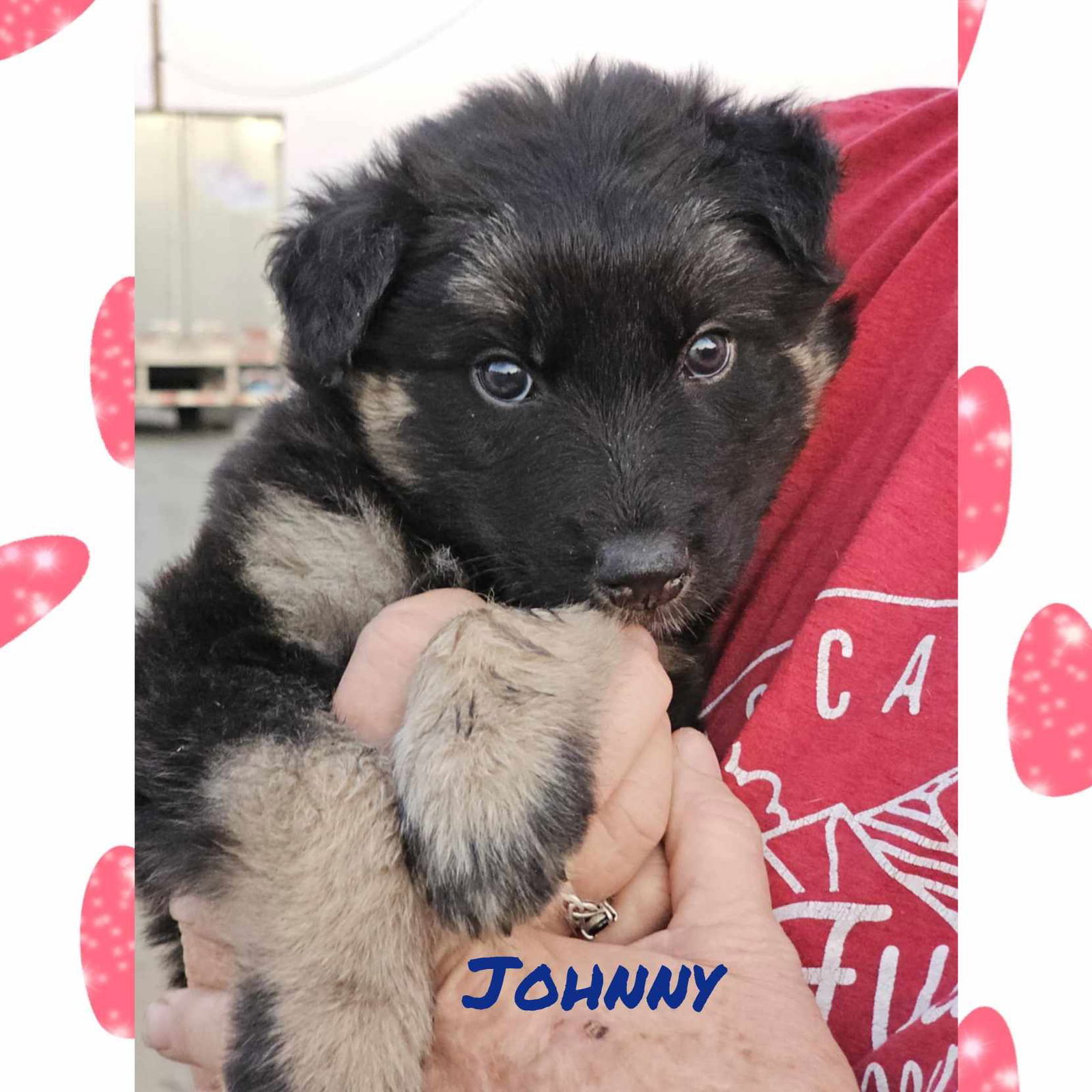 adoptable Dog in Wrightwood, CA named Johnny