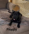 adoptable Dog in wrightwood, CA named Floppy