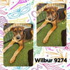 adoptable Dog in wrightwood, CA named Wilbur
