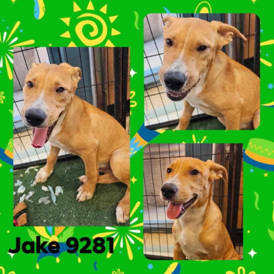 adoptable Dog in Wrightwood, CA named Jake