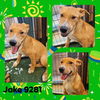 adoptable Dog in wrightwood, CA named Jake