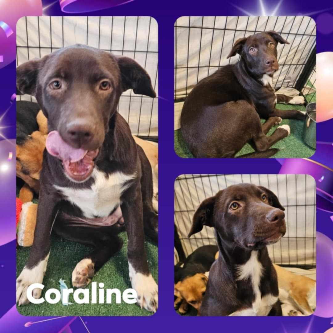 adoptable Dog in Wrightwood, CA named Caroline