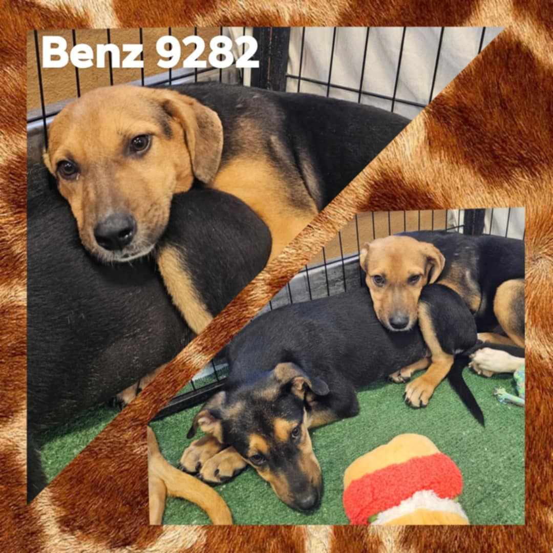 adoptable Dog in Wrightwood, CA named Benz