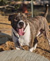 adoptable Dog in wrightwood, CA named Gemini