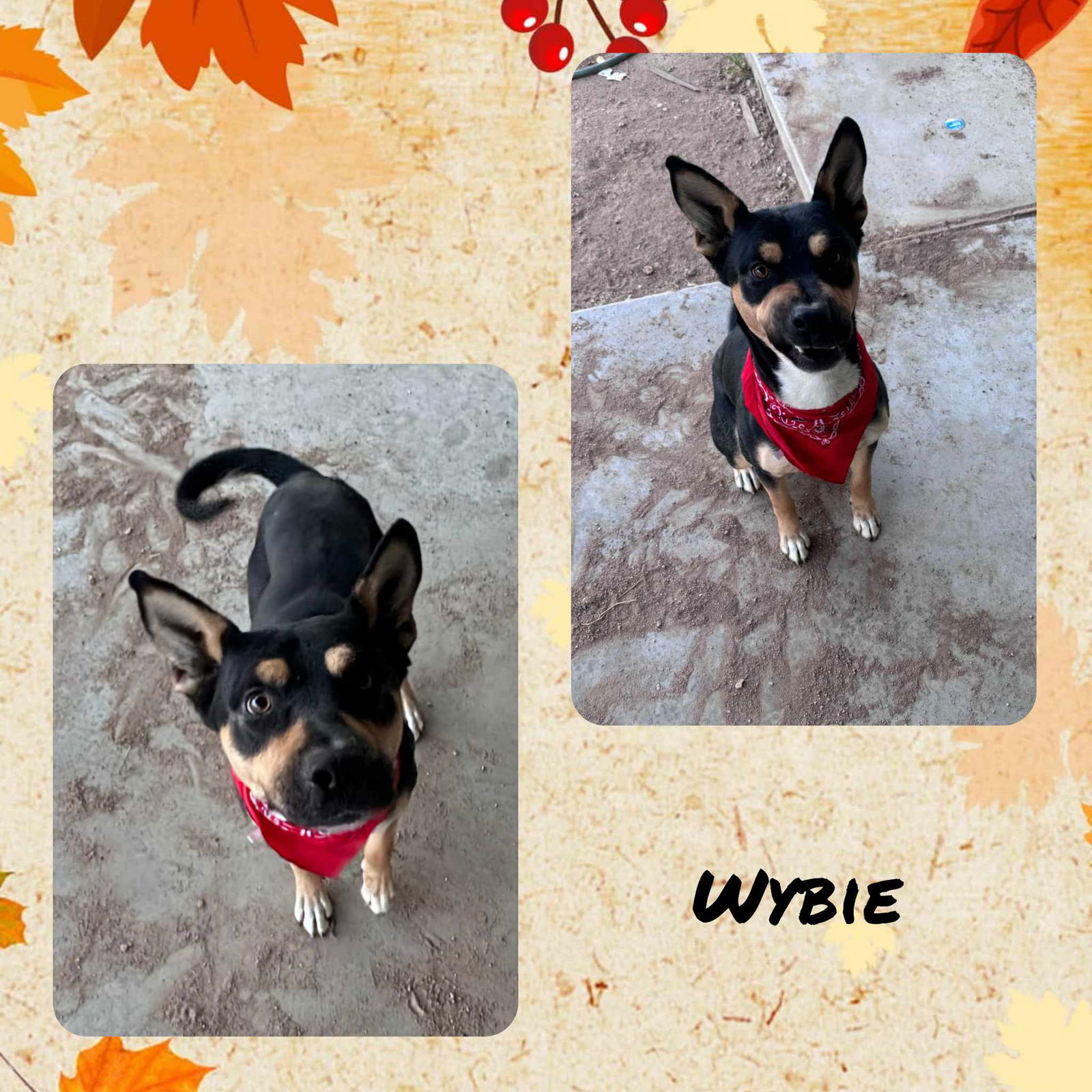 adoptable Dog in Wrightwood, CA named Wybie