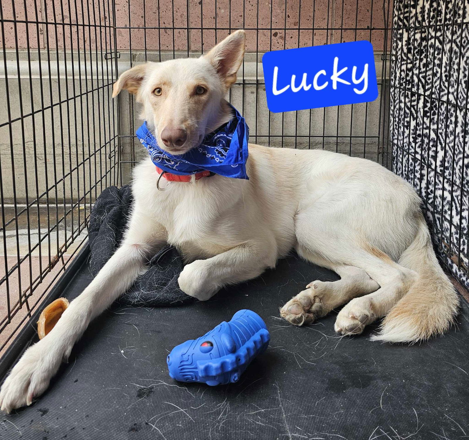 adoptable Dog in Wrightwood, CA named Lucky