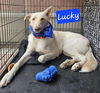 adoptable Dog in wrightwood, CA named Lucky
