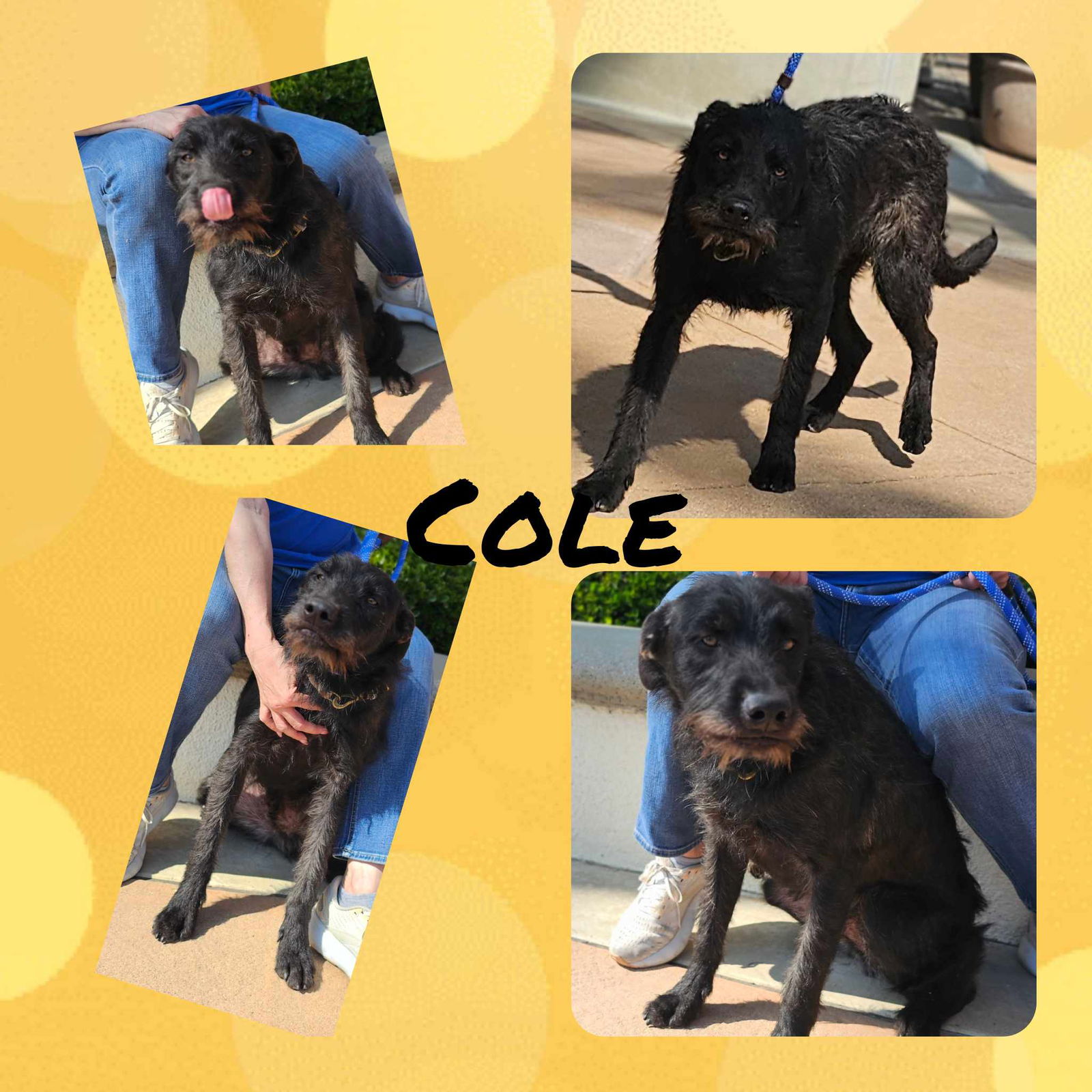 adoptable Dog in Wrightwood, CA named Cole