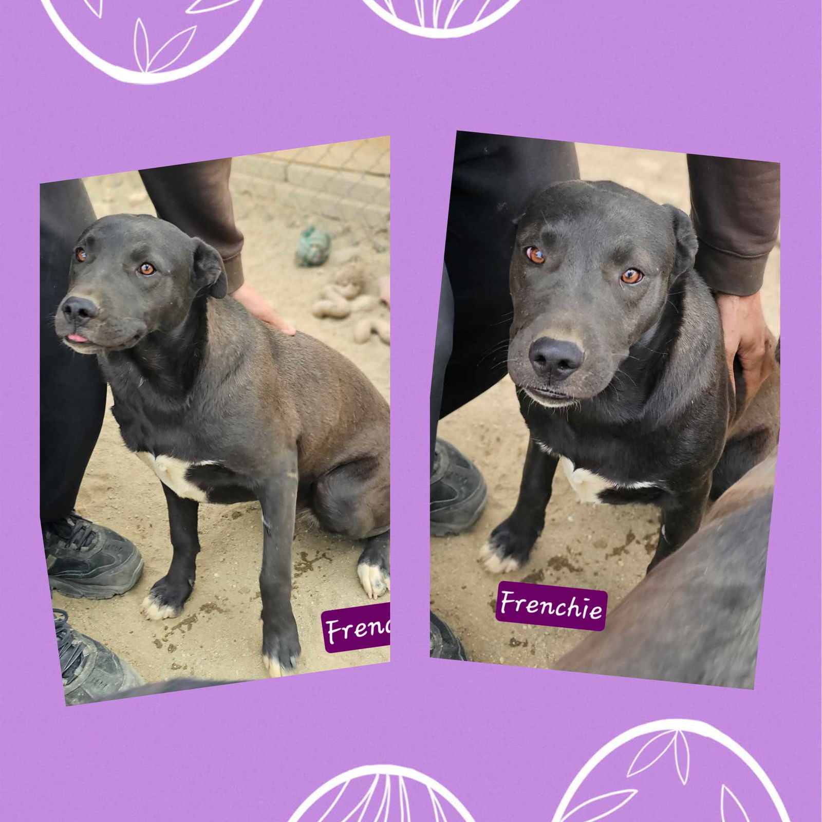 adoptable Dog in Wrightwood, CA named Frenchie