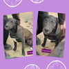 adoptable Dog in wrightwood, CA named Frenchie
